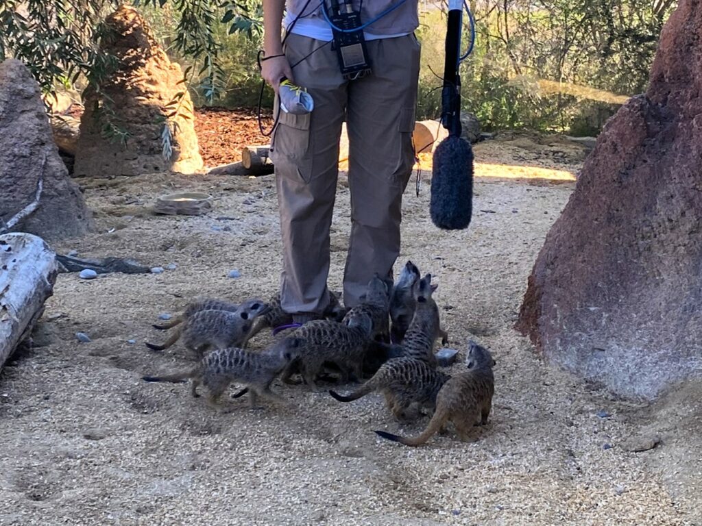 Bild von den Erdmännchen im Zoo Zürich