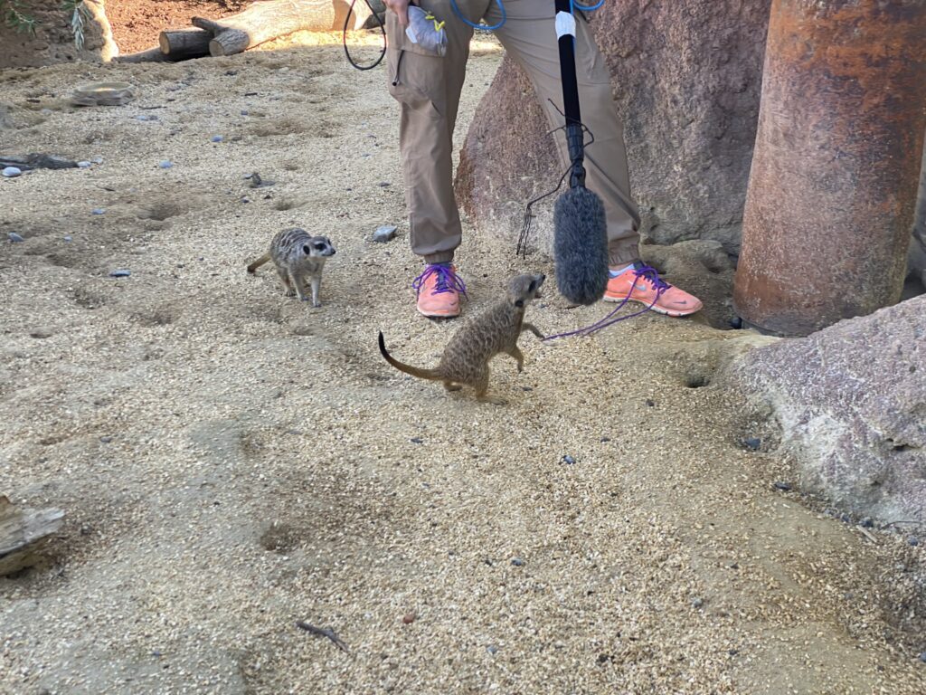 Bild von den Erdmännchen im Zoo Zürich