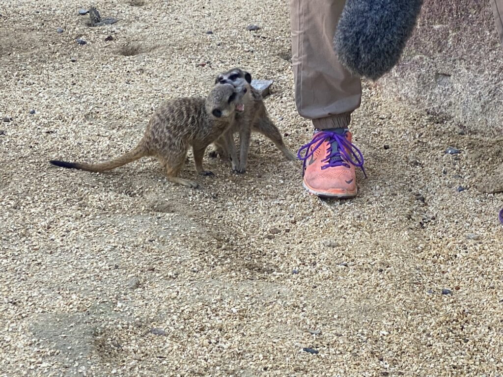 Bild von den Erdmännchen im Zoo Zürich