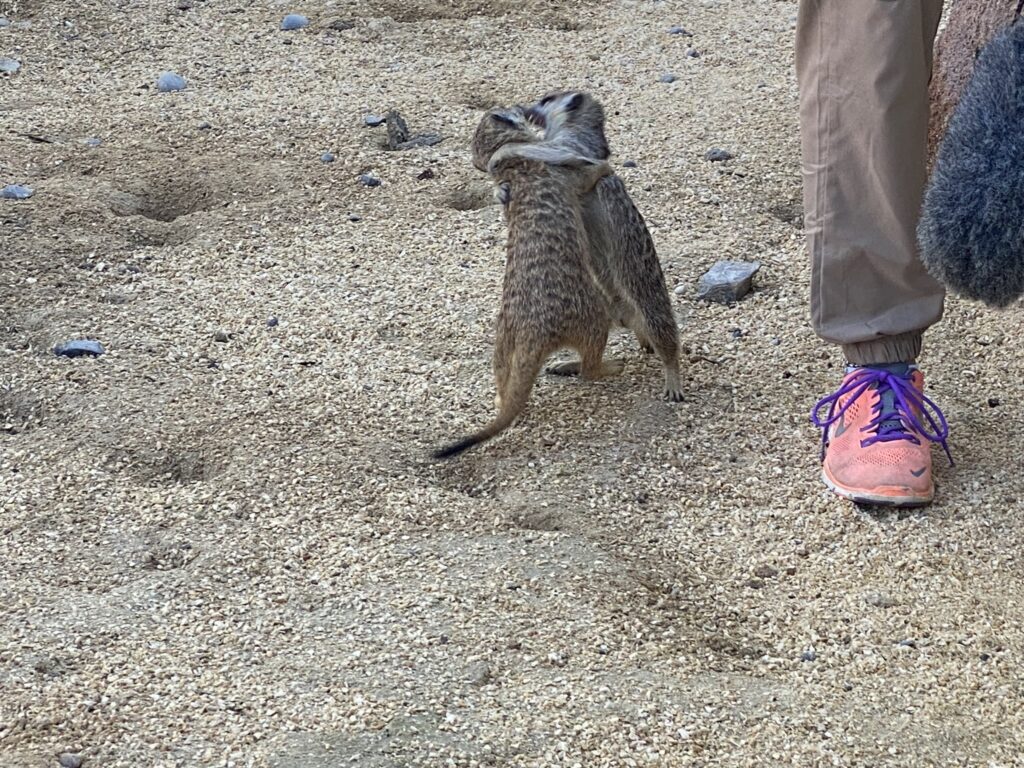 Bild von den Erdmännchen im Zoo Zürich
