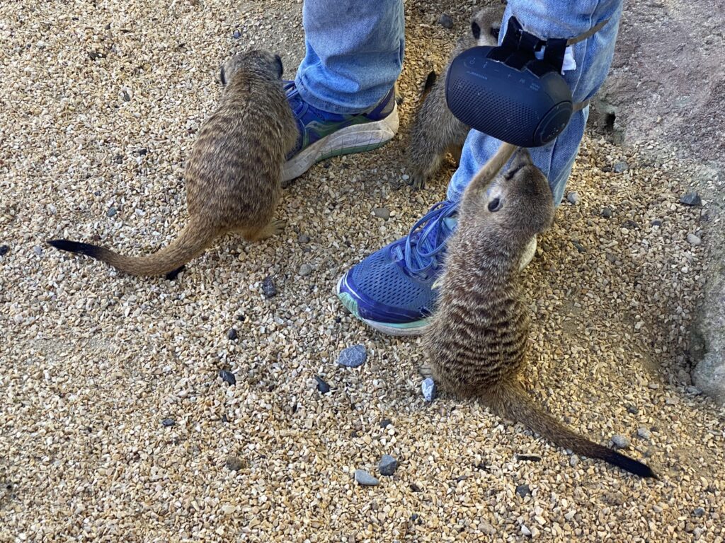 Bild von den Erdmännchen im Zoo Zürich