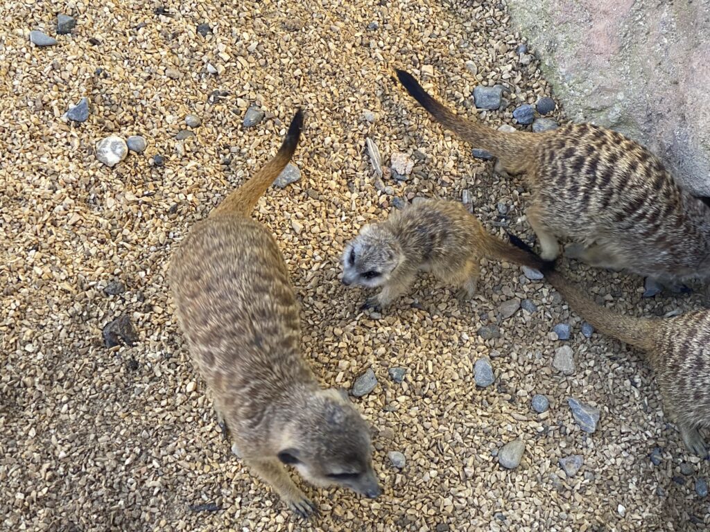 Bild von den Erdmännchen im Zoo Zürich