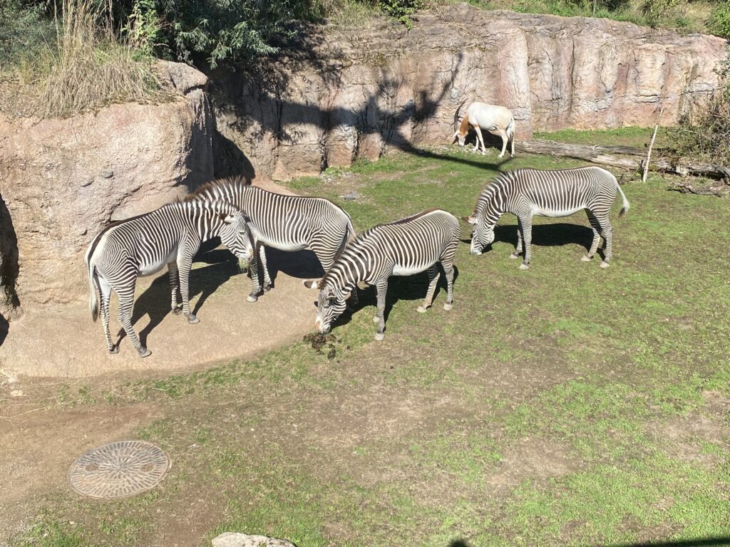 Bild der Zebras im Zoo Zürich