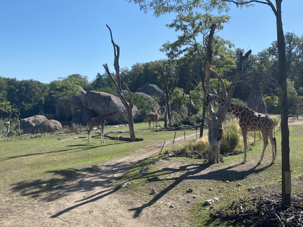 Bild der Giraffen im Zoo Zürich