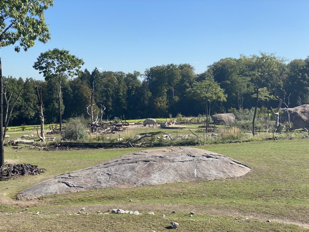 Bild der Nashörner im Zoo Zürich
