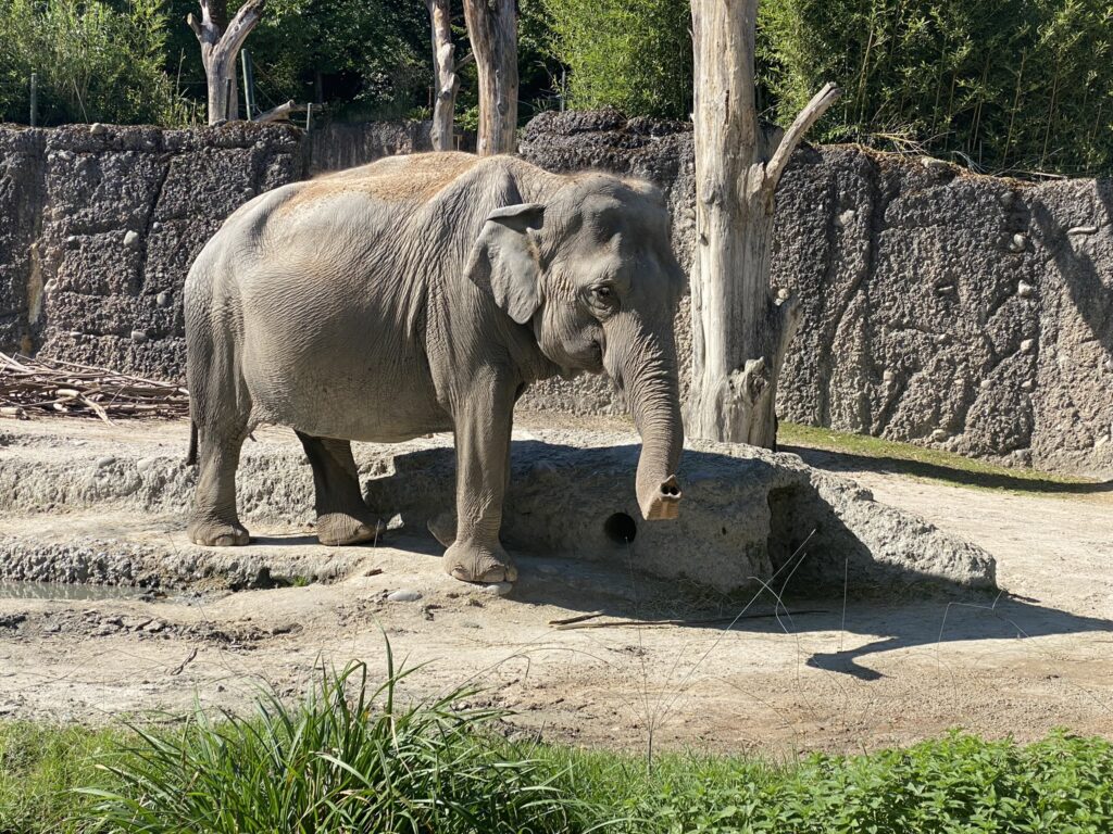 Bild eines Elefanten im Zoo Zürich