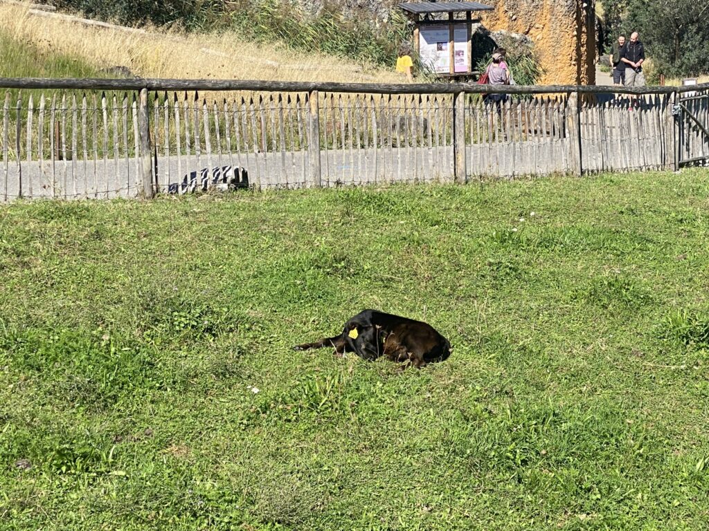 Bild des Kälbchens im Zoo Zürich