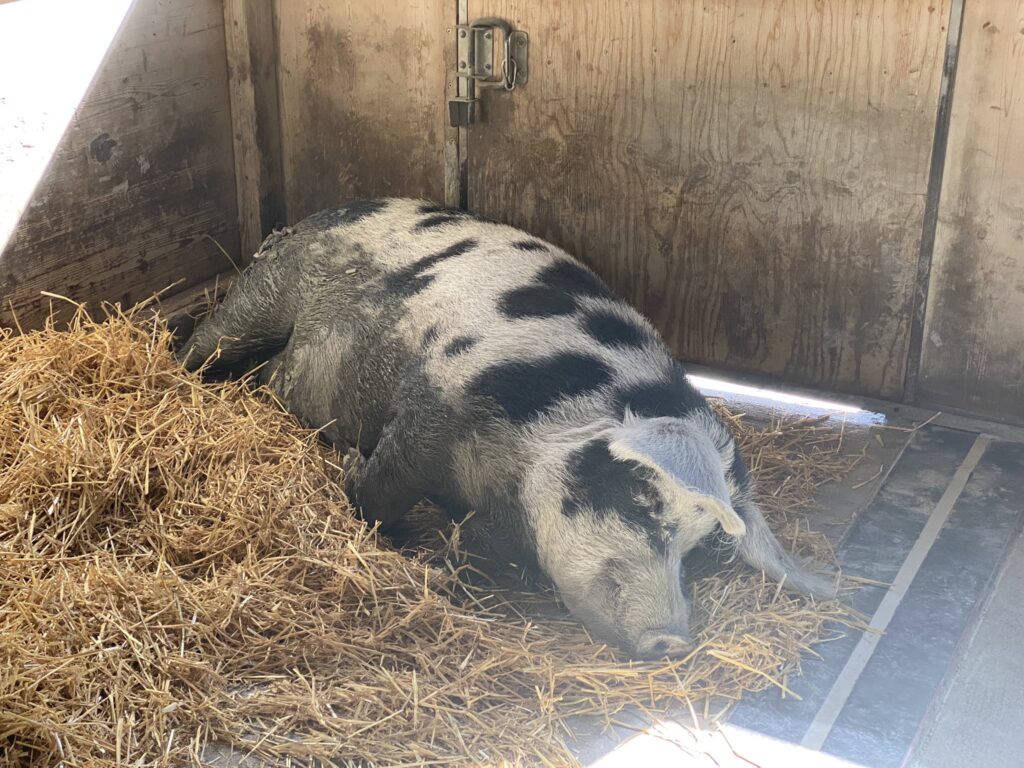 Bild des Säuli im Zoo Zürich