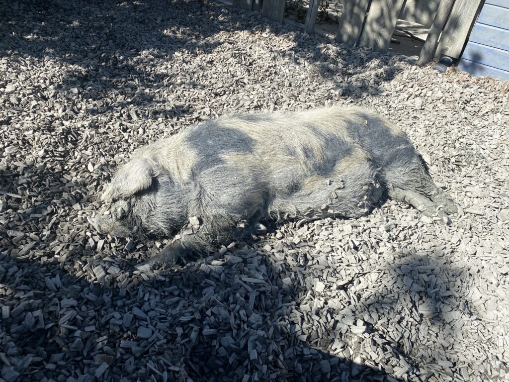 Bild des Ebers im Zoo Zürich