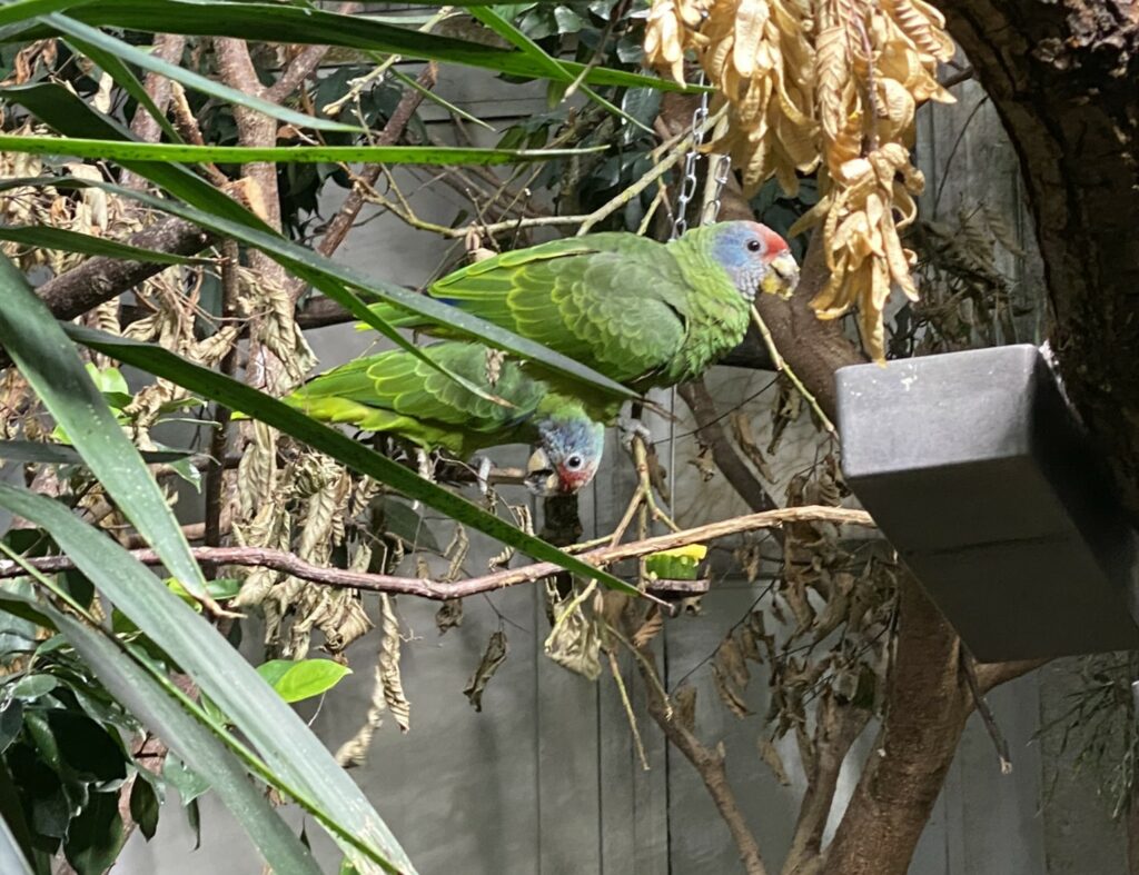 Bild der Rotschwanzamazonen im Zoo Zürich