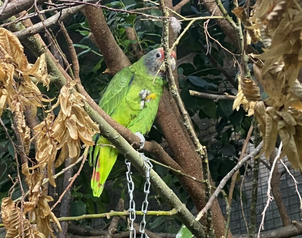 Bild der Rotschwanzamazone im Zoo Zürich