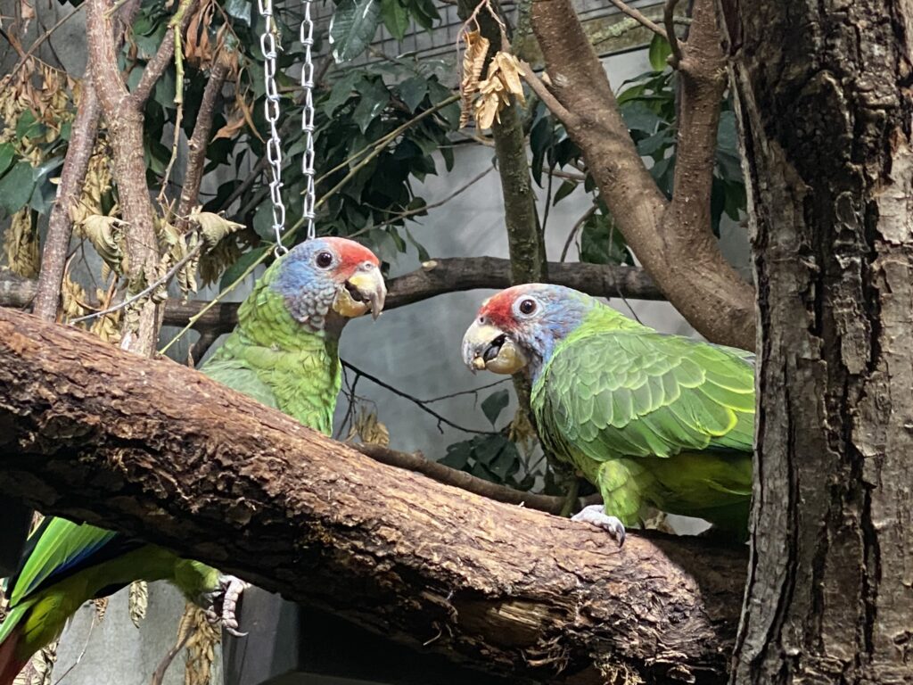 Bild der Rotschwanzamazonen im Zoo Zürich