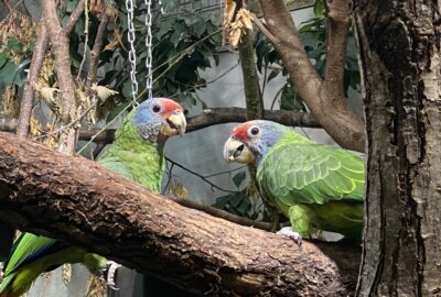 Bild der Rotschwanzamazonen im Zoo Zürich