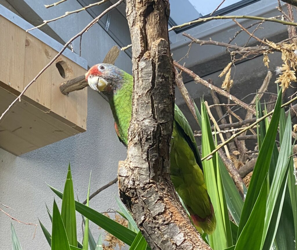 Bild der Rotschwanzamazone im Zoo Zürich