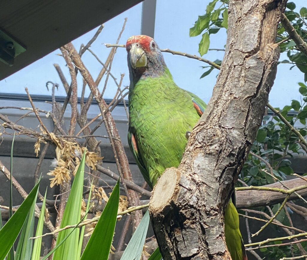 Bild der Rotschwanzamazone im Zoo Zürich