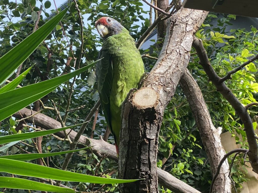 Bild der Rotschwanzamazone im Zoo Zürich