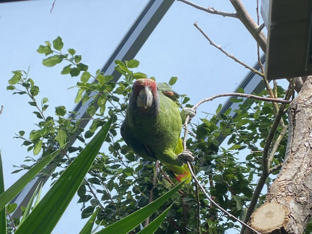 Bild der Rotschwanzamazone im Zoo Zürich
