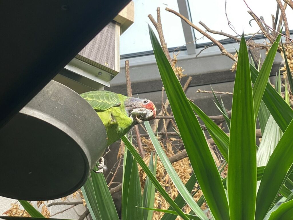 Bild der Rotschwanzamazone im Zoo Zürich