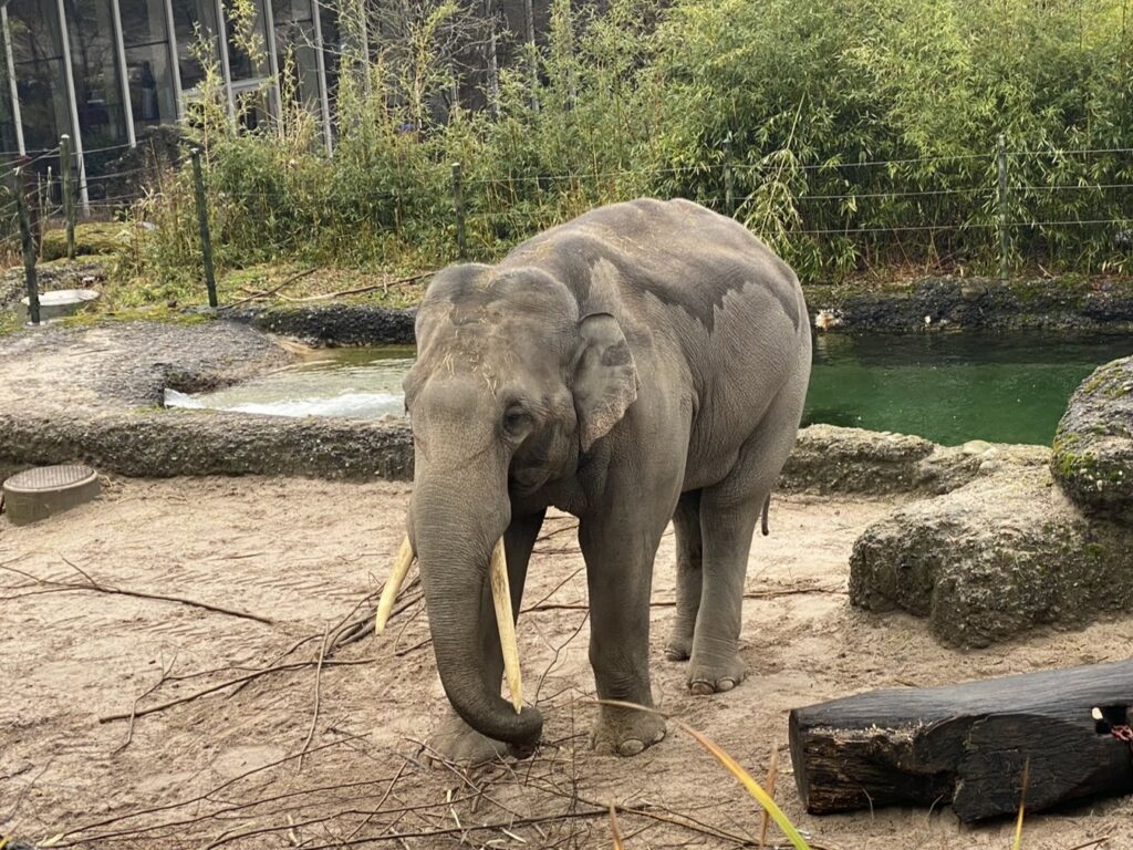 Bild des Elefanten Thai im Zoo Zürich