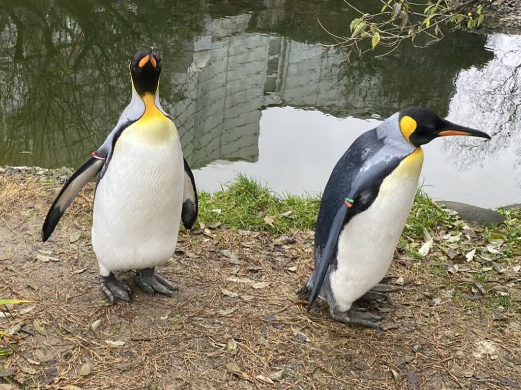 Bild der Pinguine im Zoo Zürich