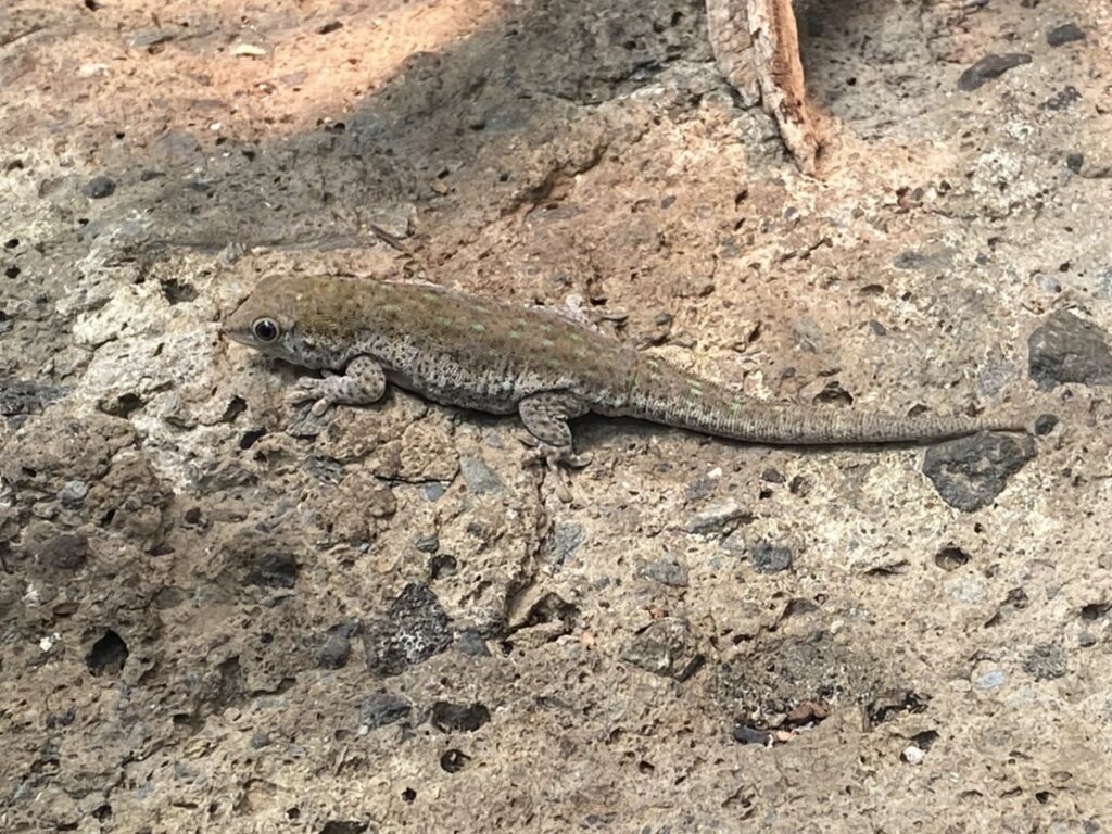 Bild eines Kurzkopf-Taggecko im Zoo Zürich