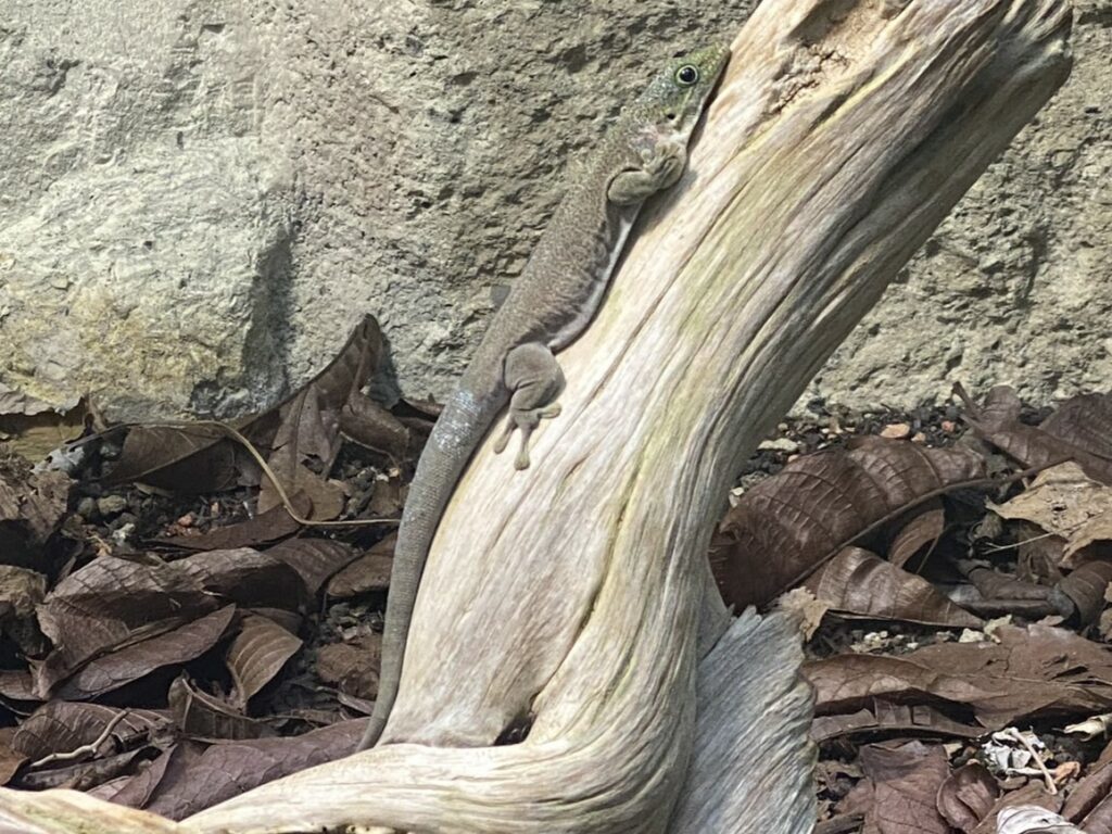 Bild eines Querstreifen-Taggecko im Zoo Zürich