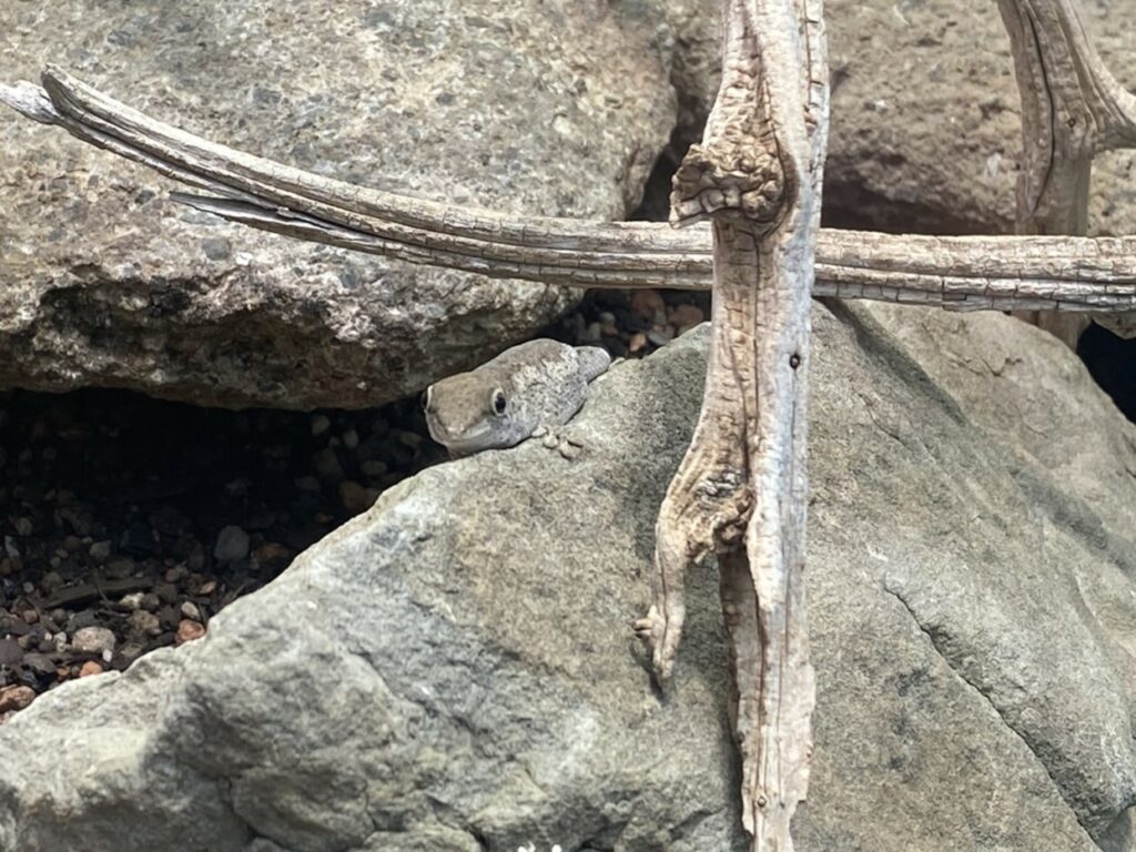 Bild eines Kurzkopf-Taggecko im Zoo Zürich