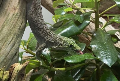 Bild eines Querstreifen-Taggecko im Zoo Zürich