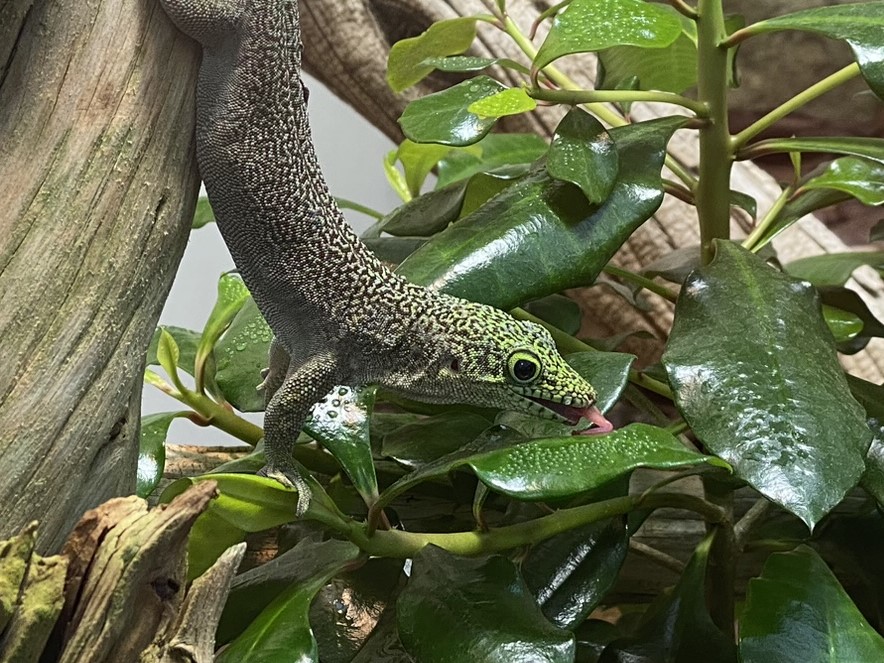 Bild eines Querstreifen-Taggecko im Zoo Zürich