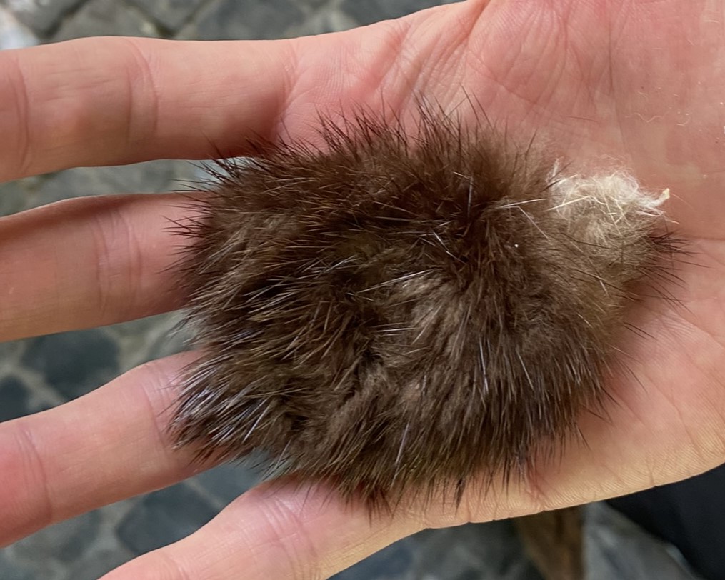 Bild des Fells des Fischotters im Zoo Zürich