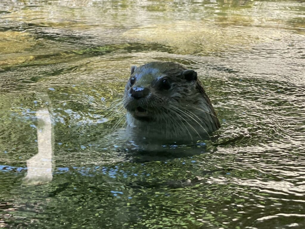 Bild eines Fischotters im Zoo Zürich