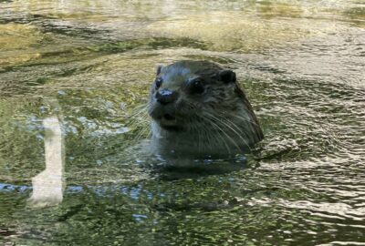 Bild eines Fischotters im Zoo Zürich