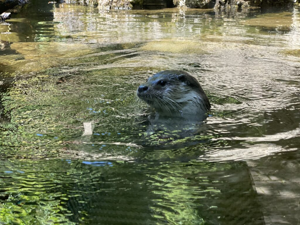 Bild eines Fischotters im Zoo Zürich