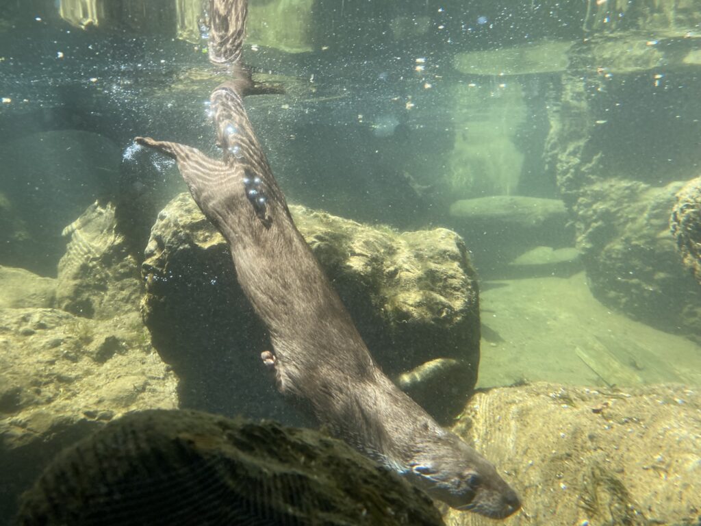 Bild eines Fischotters im Zoo Zürich