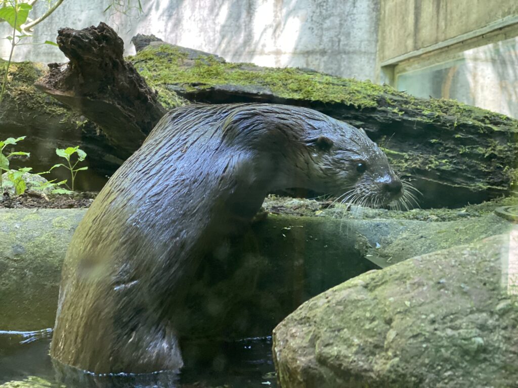 Bild eines Fischotters im Zoo Zürich