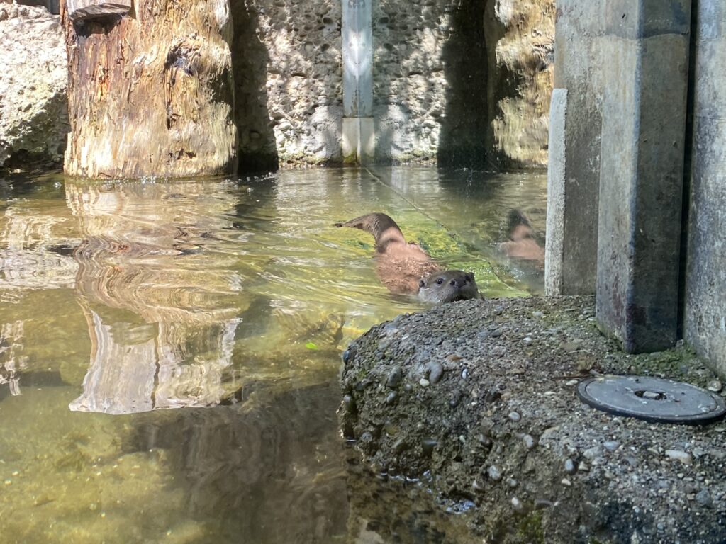 Bild eines Fischotters im Zoo Zürich