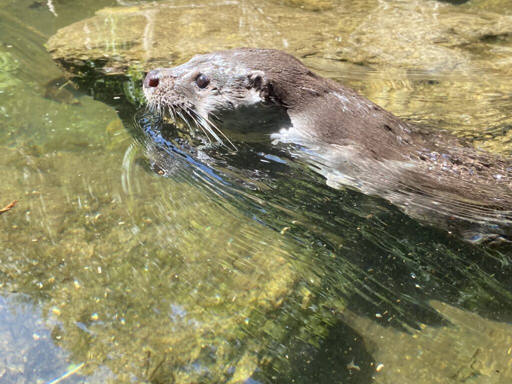 Bild eines Fischotters im Zoo Zürich