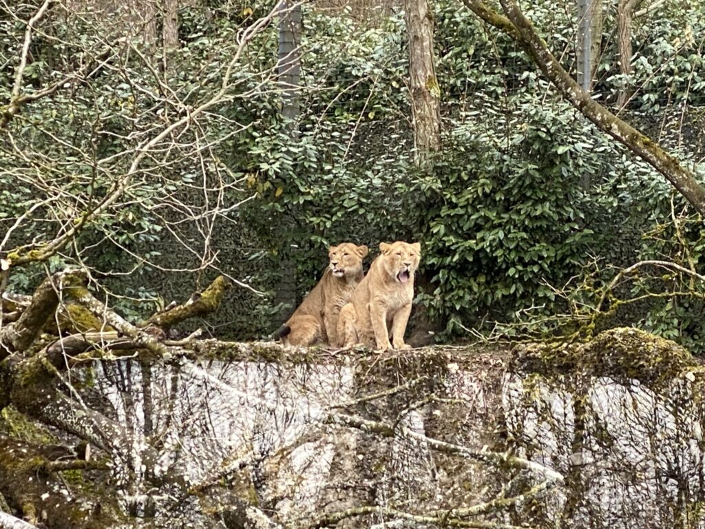 Bild der Löwinnen im Zoo Zürich