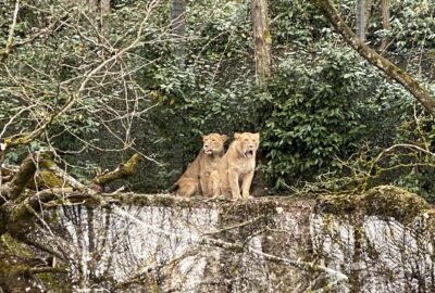 Bild der Löwinnen im Zoo Zürich
