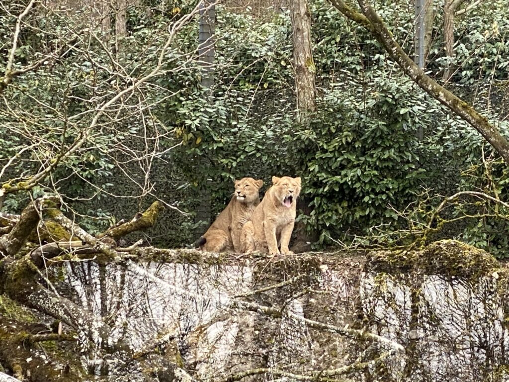 Bild der Löwinnen im Zoo Zürich