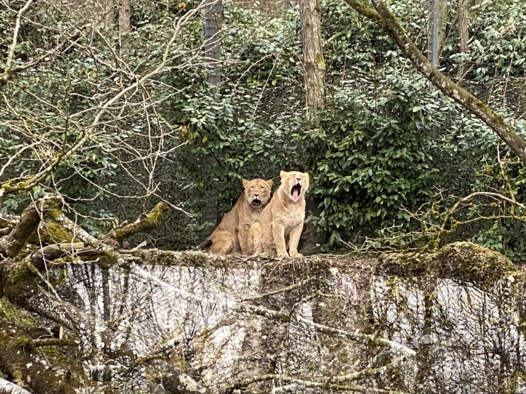 Bild der Löwinnen im Zoo Zürich