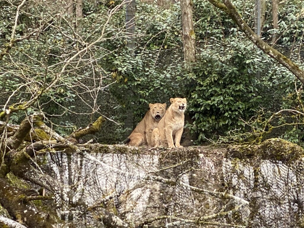 Bild der Löwinnen im Zoo Zürich