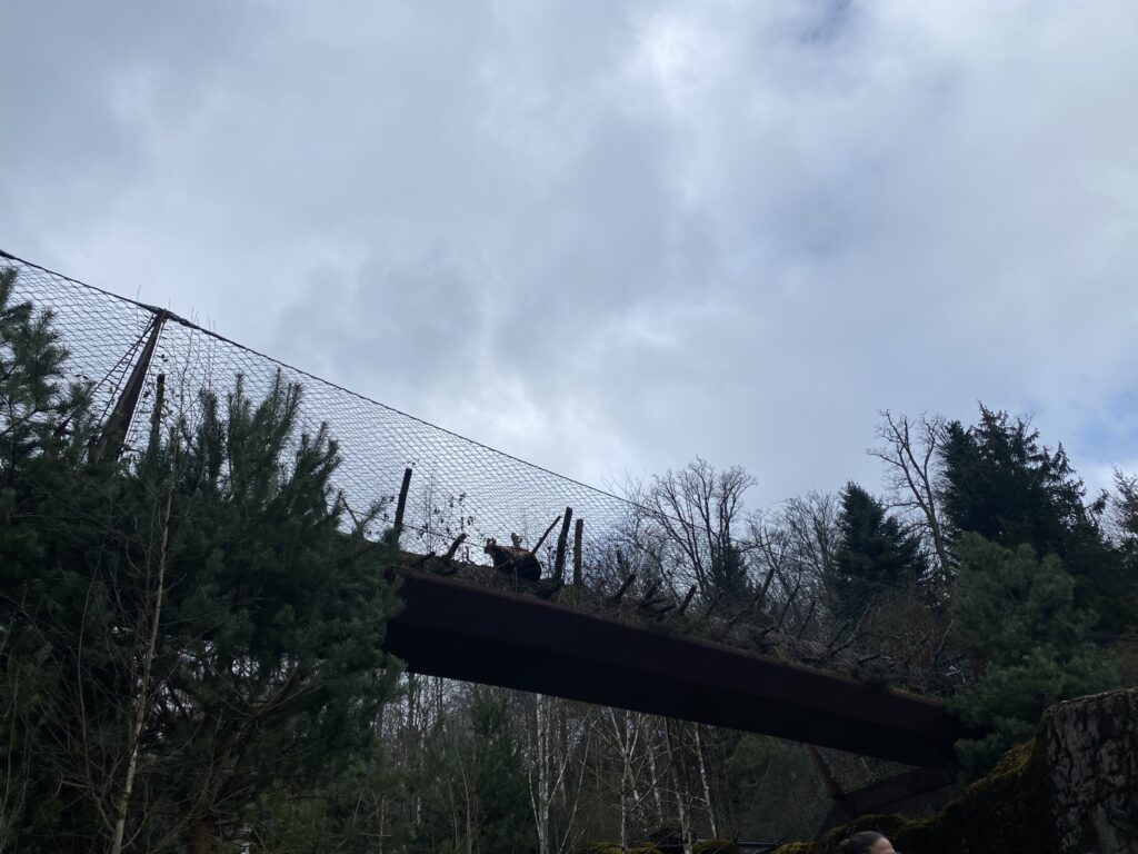 Bild des Catwalk im Zoo Zürich