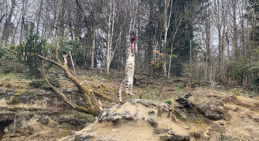 Bild des Schneeleoparden im Zoo Zürich