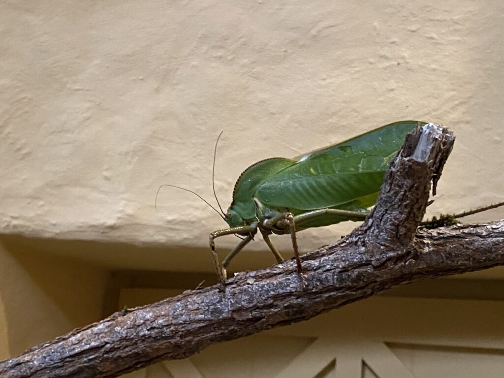 Bild eines Insekts im Zoo Zürich