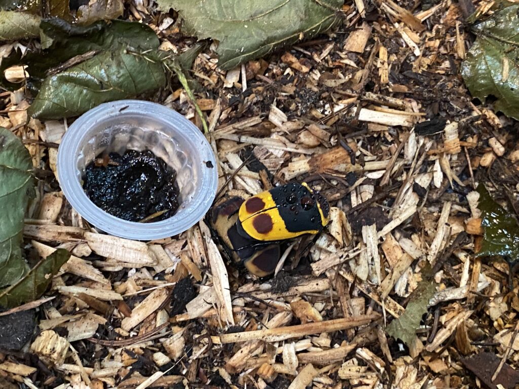 Bild eines Käfers im Zoo Zürich