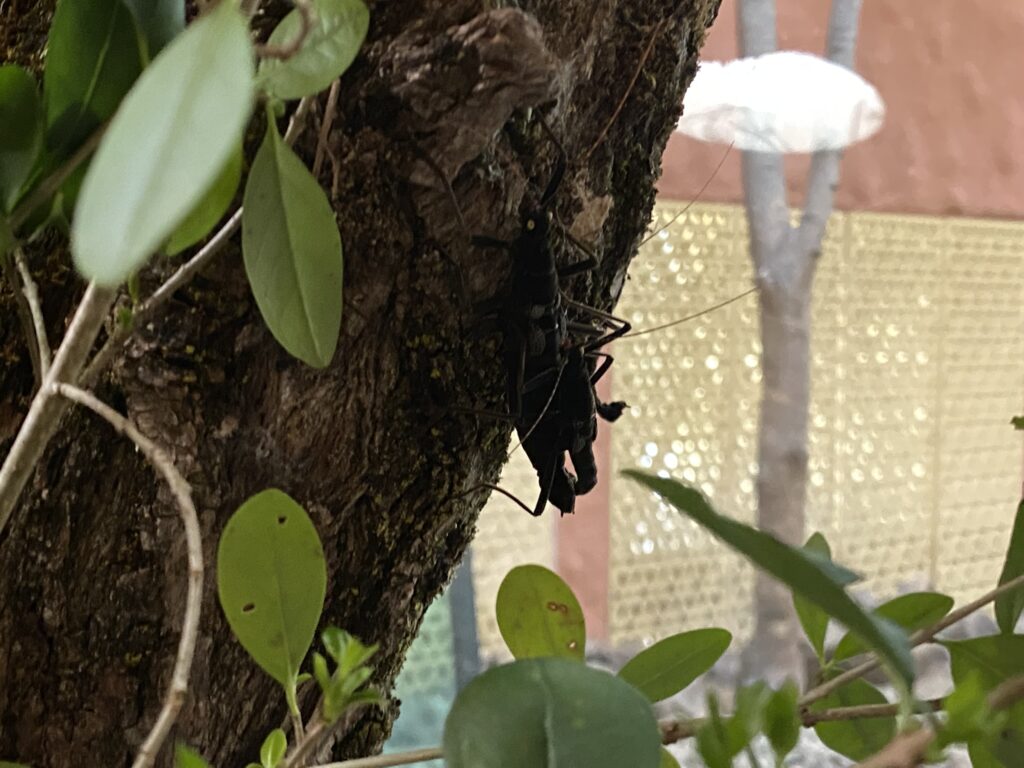 Bild eines Insekts im Zoo Zürich