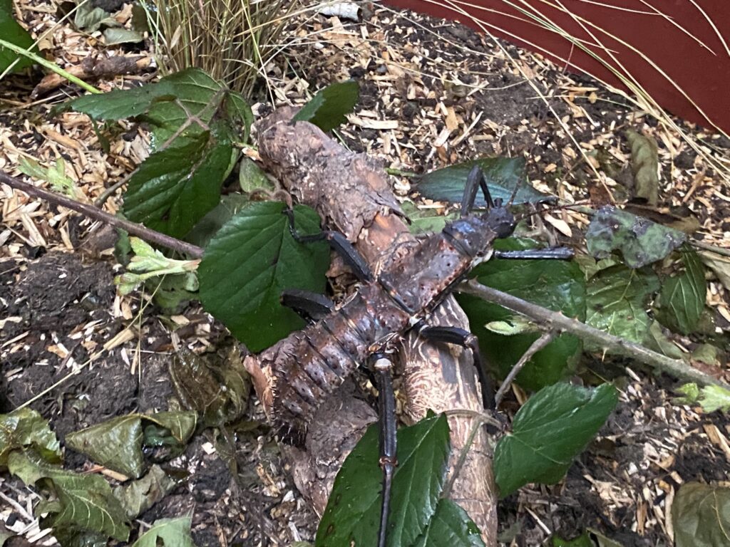 Bild eines Insekts im Zoo Zürich