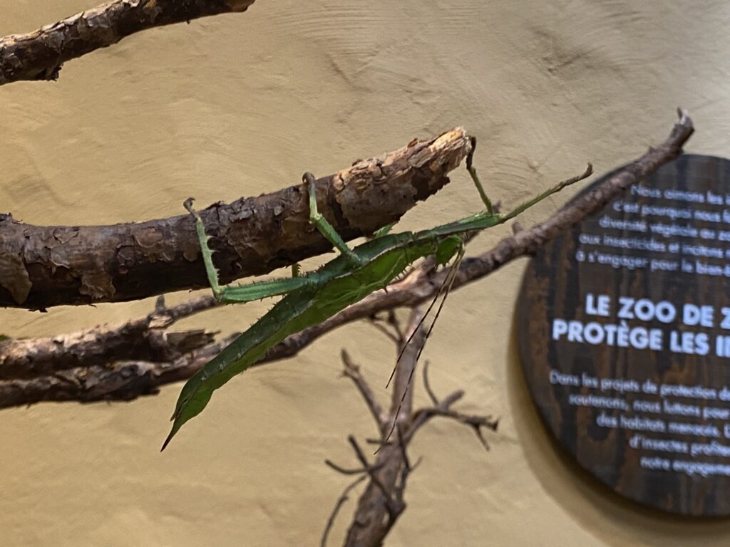 Bild eines Insekts im Zoo Zürich