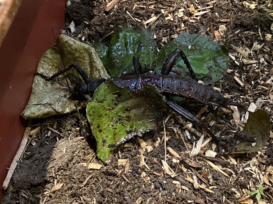 Bild eines Insekts im Zoo Zürich